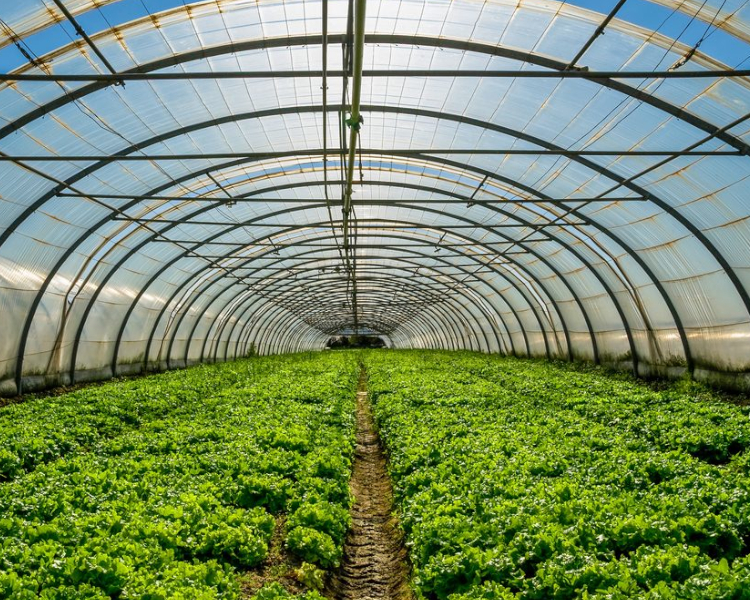greenhouse