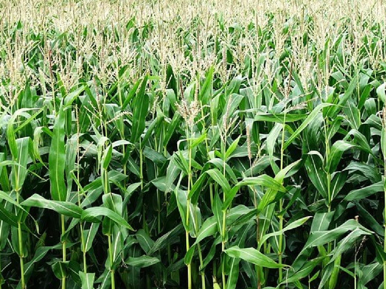 Arica Food Crop